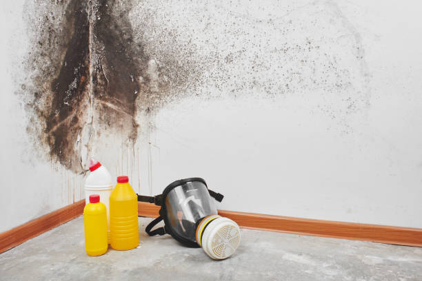 Best Mold Removal Company Near Me  in Naugatuck, CT