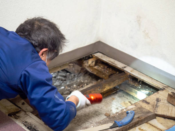 Best Residential Mold Removal  in Naugatuck, CT