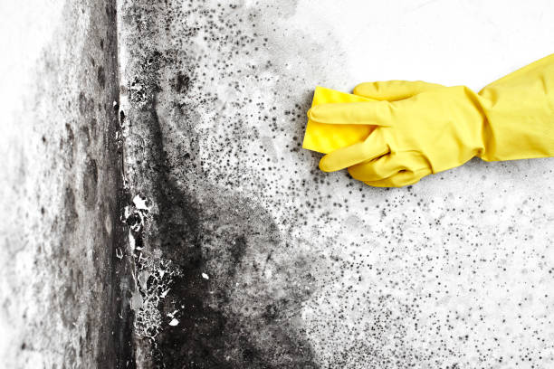 Best Professional Mold Removal  in Naugatuck, CT