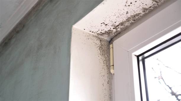 Best Mold Testing  in Naugatuck, CT