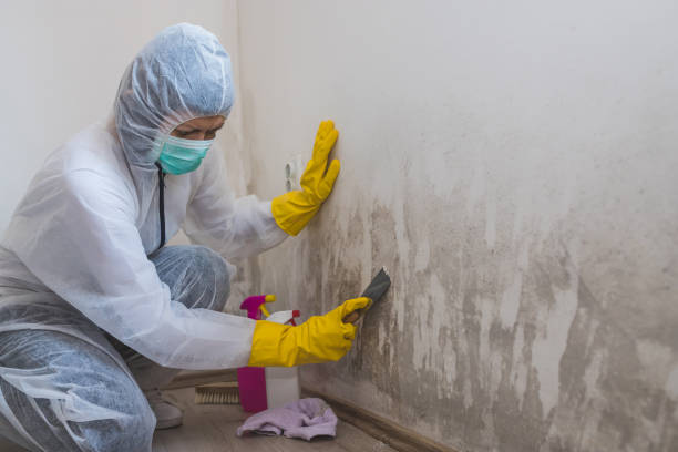 Professional Mold Removal in Naugatuck, CT