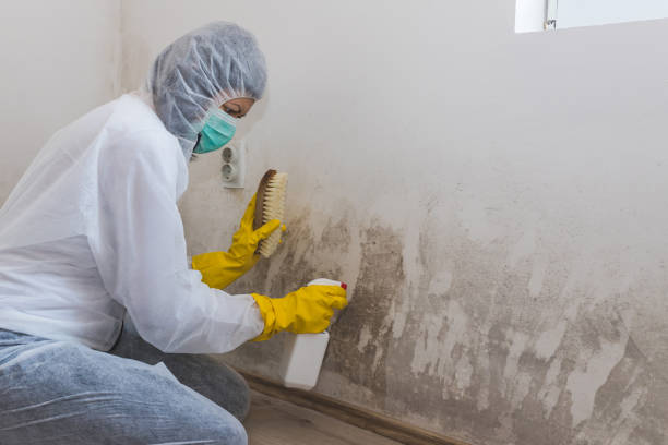 Best Certified Mold Removal  in Naugatuck, CT