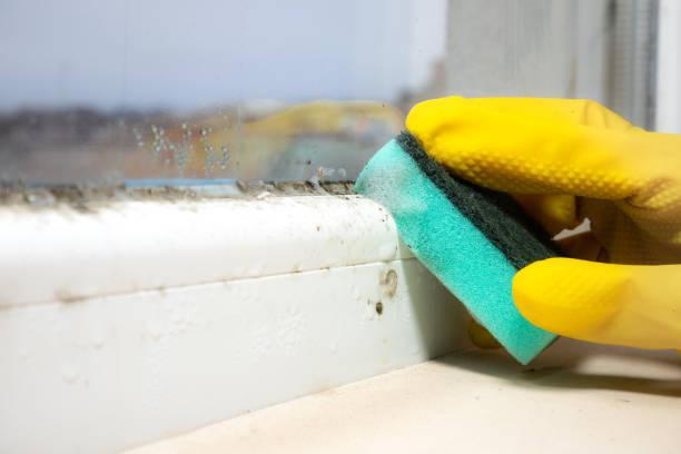 Best Toxic Mold Removal  in Naugatuck, CT