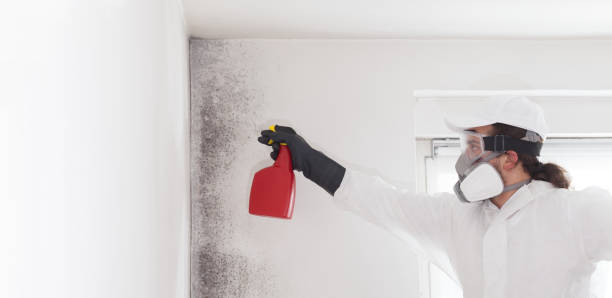 Best Mold Removal Specialists  in Naugatuck, CT