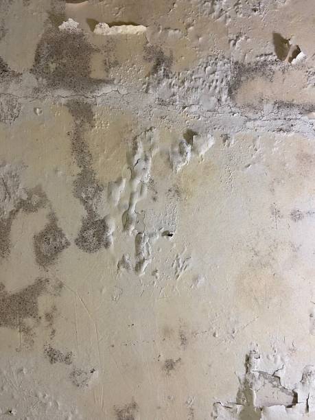 Best Best Mold Removal Companies  in Naugatuck, CT