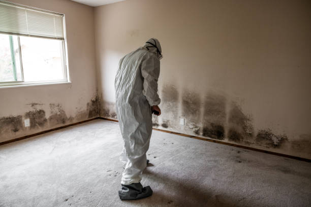 Best Mold Testing  in Naugatuck, CT