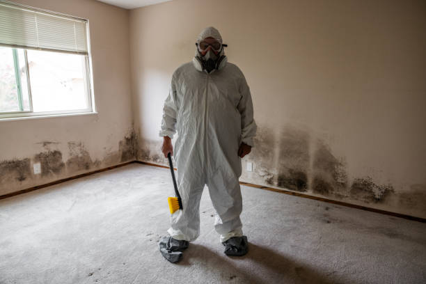 Best Commercial Mold Removal  in Naugatuck, CT
