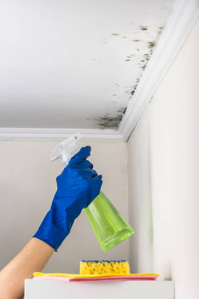 Best Home Mold Removal  in Naugatuck, CT