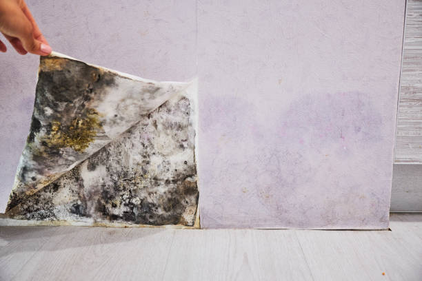 Best Black Mold Removal  in Naugatuck, CT